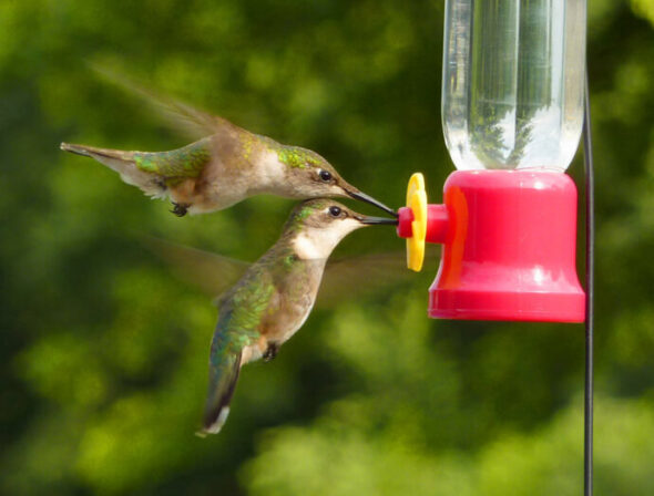 How to attract Hummingbirds