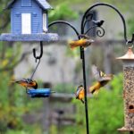 How To Attract Birds To Your Backyard