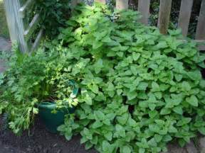 Growing Mint Seeds In Your Garden
