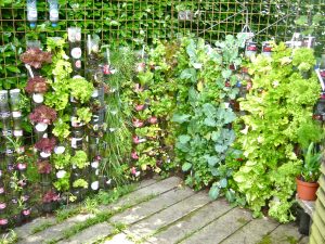 Growing Vegetables in Garden Containers