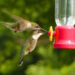 How To Attract Hummingbirds with a Backyard Bird Feeder