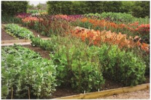How To Plan The Perfect Vegetable Garden Layout