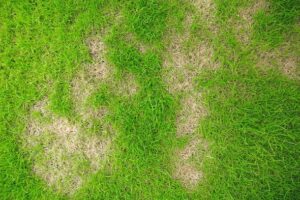 Can I Over Fertilise My Lawn?