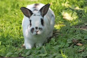 Ultimate Guide to the Best Rabbit Repellent For Your Backyard