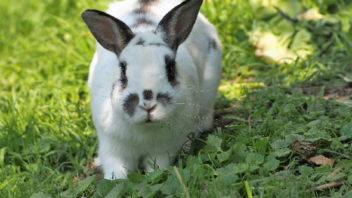 Ultimate Guide to the Best Rabbit Repellent For Your Backyard