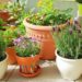 How Container Gardening Might Be The Best Thing For You, If You Don’t Have A Yard