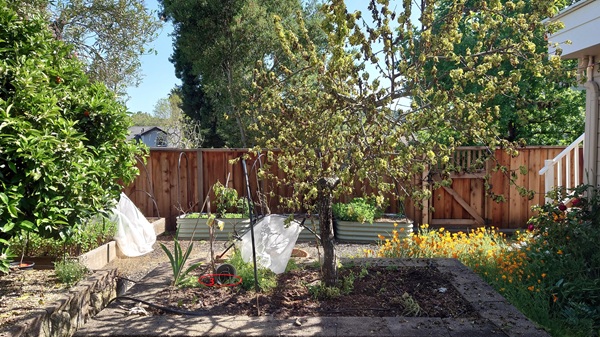 Mandarine fruit trees