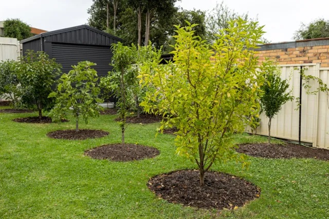 fruit trees in your back yard