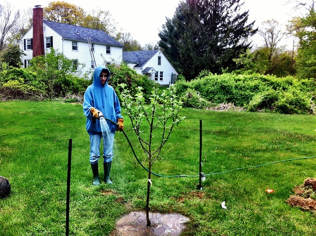 watering fruit trees