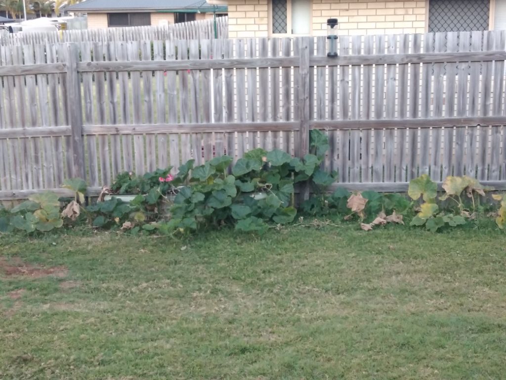 Best Place To Grow Pumpkins – Is In Your BackYard