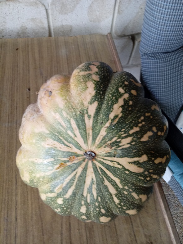 How to Grow Pumpkins