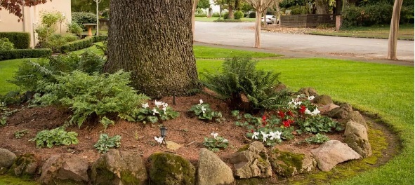 landscape around trees