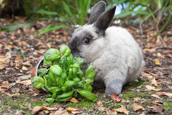 Get rid of rabbits in the garden