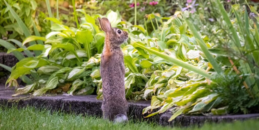 rabbits in the garden