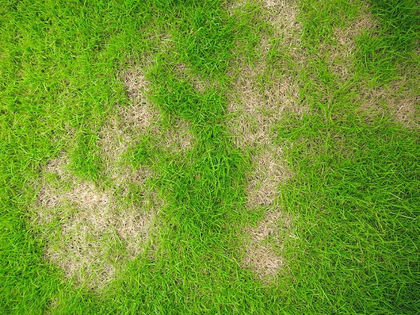 Fertilizing your lawn