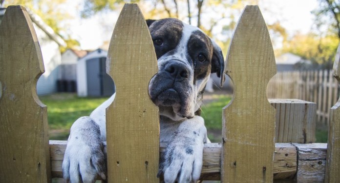 adding puppy proof fence