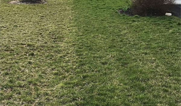 before and after lawn fertilizer