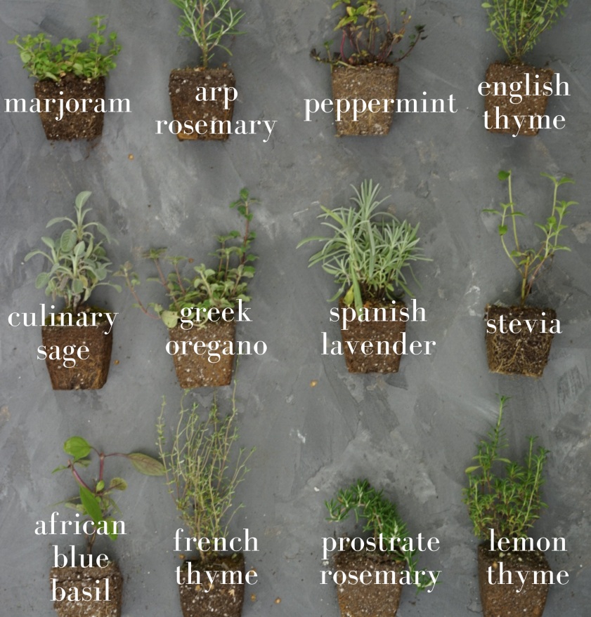 growing herbs