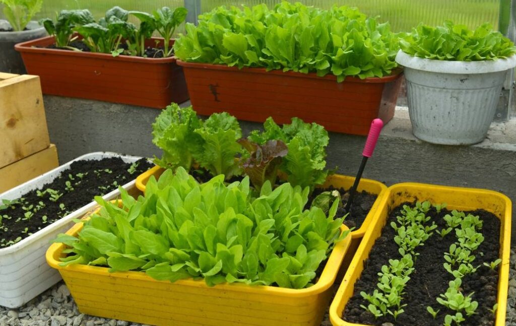 growing vegetable in containers