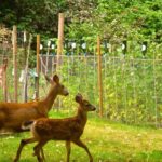 Invite Wildlife into Your Backyard In Style