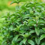 A Complete Guide to Growing Mint: Everything You Need to Know
