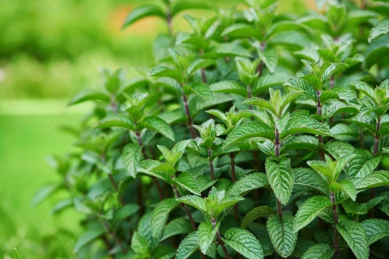 growing mint