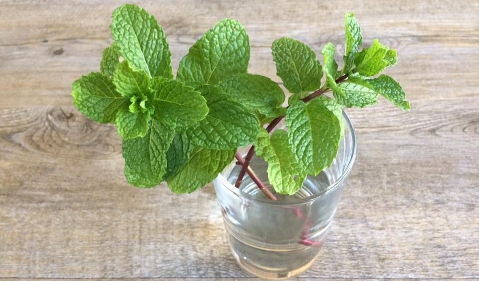 growing mint in your backyard