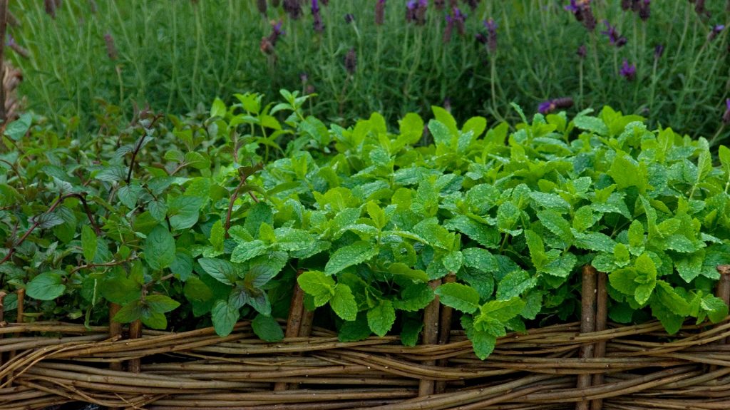 mint as a weed in your yard